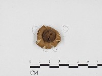 登錄號:F0024261藏品圖，第1張