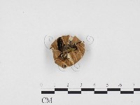 登錄號:F0024261藏品圖，第3張
