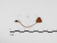 登錄號:F0024263藏品圖，第1張