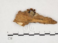 登錄號:F0024264藏品圖，第3張