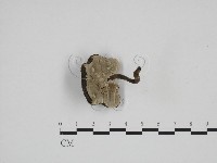 登錄號:F0024266藏品圖，第1張