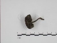 登錄號:F0024266藏品圖，第3張