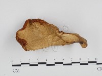 登錄號:F0024267藏品圖，第1張