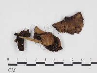 登錄號:F0024268藏品圖，第1張