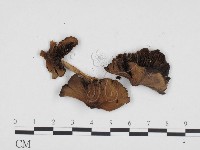 登錄號:F0024268藏品圖，第3張