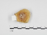 登錄號:F0024270藏品圖，第3張