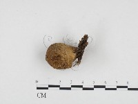 登錄號:F0024273藏品圖，第1張