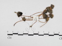 登錄號:F0024274藏品圖，第1張