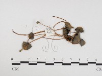 登錄號:F0024274藏品圖，第3張