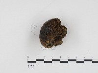 登錄號:F0024275藏品圖，第1張