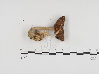 登錄號:F0024277藏品圖，第1張