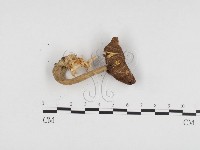 登錄號:F0024277藏品圖，第3張