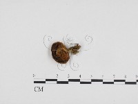 登錄號:F0024279藏品圖，第1張