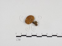 登錄號:F0024279藏品圖，第3張