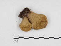 登錄號:F0024280藏品圖，第1張