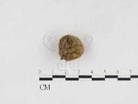 登錄號:F0024281藏品圖，第1張