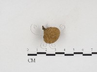 登錄號:F0024281藏品圖，第3張