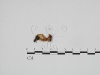 登錄號:F0024283藏品圖，第1張