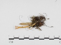 登錄號:F0024284藏品圖，第1張