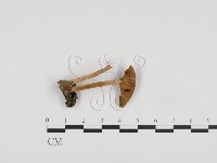 登錄號:F0024285藏品圖，第1張