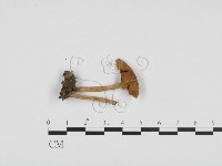 登錄號:F0024285藏品圖，第3張