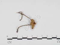 登錄號:F0024288藏品圖，第1張