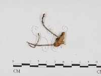 登錄號:F0024288藏品圖，第3張