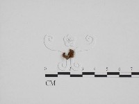 登錄號:F0024289藏品圖，第1張