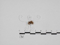 登錄號:F0024289藏品圖，第3張