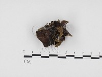 登錄號:F0024290藏品圖，第1張