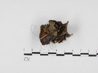 登錄號:F0024290藏品圖，第3張