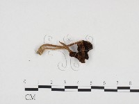 登錄號:F0024292藏品圖，第1張