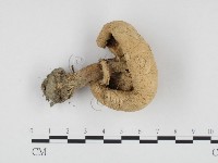 登錄號:F0024293藏品圖，第3張