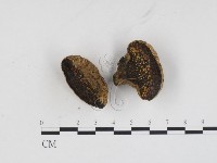 登錄號:F0024294藏品圖，第1張