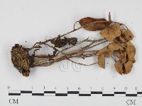 登錄號:F0024295藏品圖，第3張