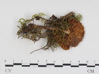 登錄號:F0024296藏品圖，第1張