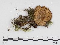 登錄號:F0024296藏品圖，第3張