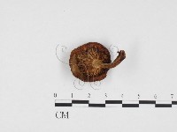 登錄號:F0024298藏品圖，第3張