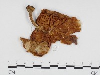 登錄號:F0024299藏品圖，第1張