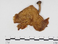 登錄號:F0024299藏品圖，第3張