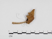 登錄號:F0024302藏品圖，第1張