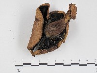登錄號:F0024303藏品圖，第1張