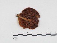 登錄號:F0024304藏品圖，第1張