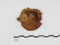 登錄號:F0024304藏品圖，第3張