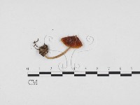 登錄號:F0024305藏品圖，第1張