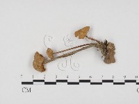 登錄號:F0024306藏品圖，第1張