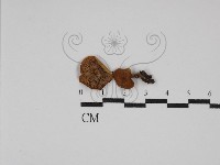 登錄號:F0024307藏品圖，第1張