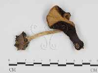 登錄號:F0024308藏品圖，第1張