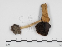 登錄號:F0024308藏品圖，第3張