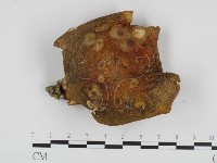 登錄號:F0024310藏品圖，第3張